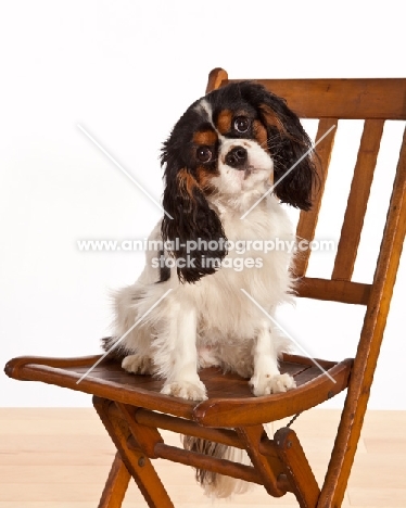 Cabalier King Charles Spaniel sitting on chair