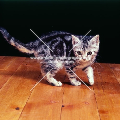 silver tabby kitten on wood floor