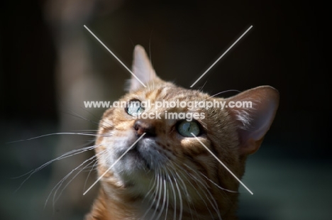 close-up of a bengal's head, champion Mainstreet Full Throttle of Guru