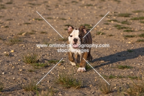 Bulldog puppy walking towards camera