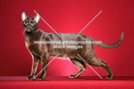 Havana brown cat standing on red background