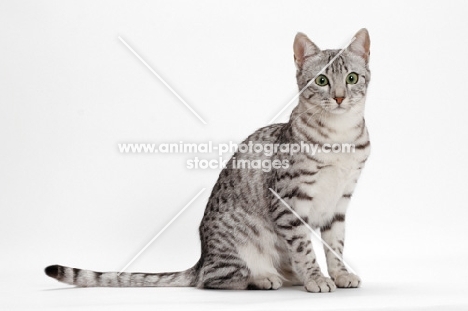 Egyptian Mau on white background, Silver Spotted Tabby, full body