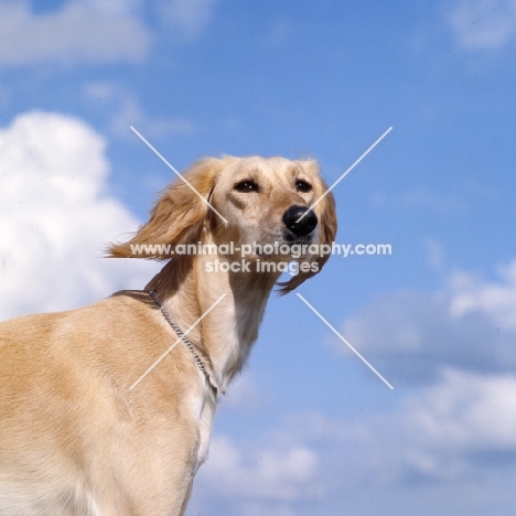 ch skybelle of daxlore, saluki  against blue sky