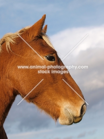 Suffolk Punch portrait, profile