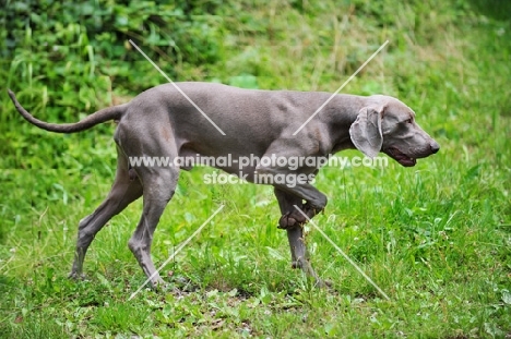 Weimaraner walking