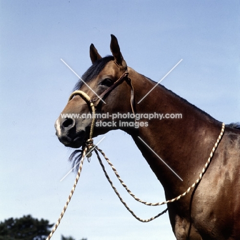 quarter horse, portrait