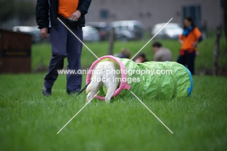 cream labrador entering a tunnel with trainer near