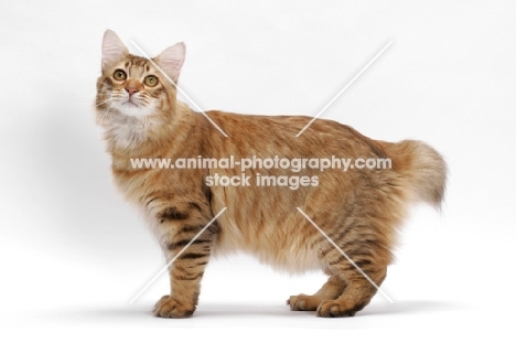 American Bobtail, Chocolate Spotted Tabby, standing