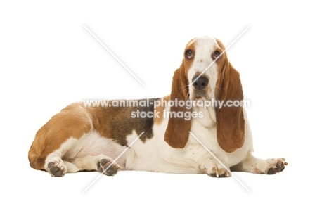basset hound on a white background