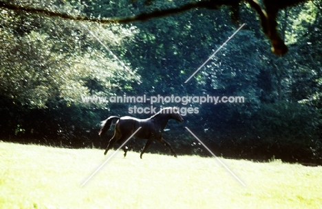 catherston night safe, famous  riding pony stallion, trotting in his paddock