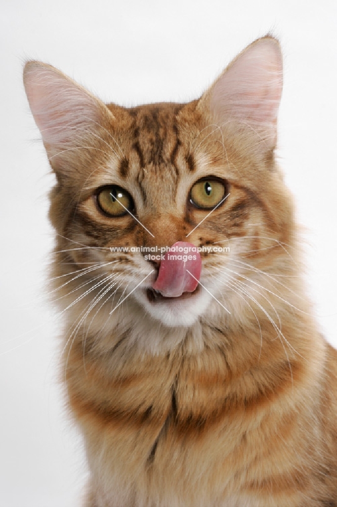 American Bobtail, Chocolate Spotted Tabby, licking lips