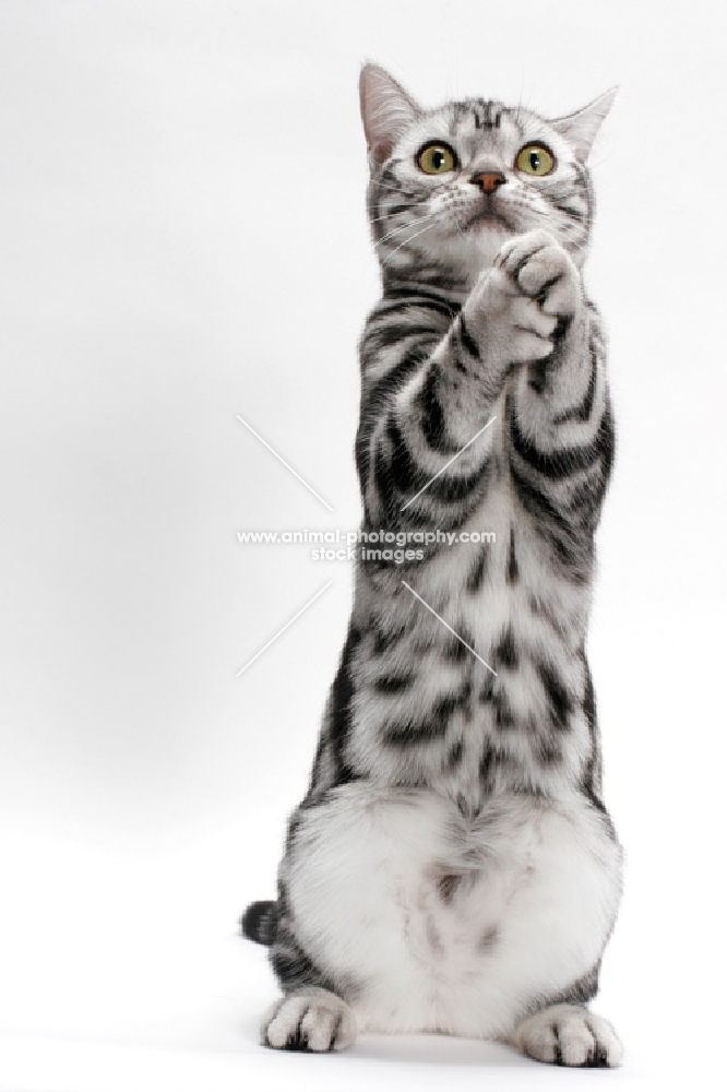 American Shorthair, Silver Classic Tabby, standing on hind legs