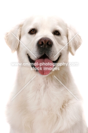 Australian Champion Golden Retriever, front view