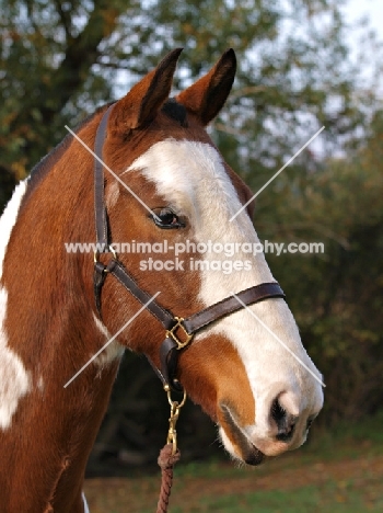 Brown and white Cob