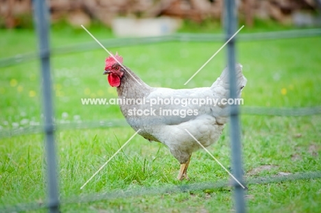Chicken standing in a field behind a fence