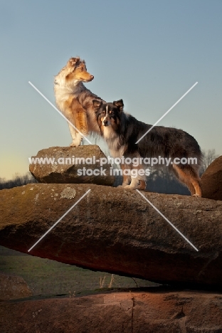 Australian Shepherd Dog