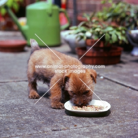 10 week old norfolok terrier puppy eating outside