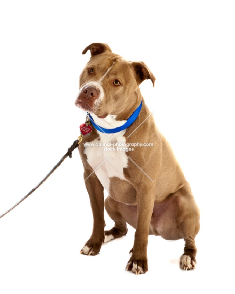 American Staffordshire Terrier