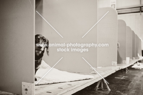 Lonely young Miniature Dachshund left on a show bench at Crufts 2012