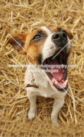 Jack Russell with mouth open