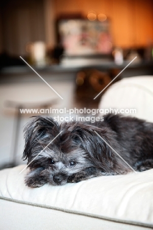 terrier mix lying with head down on paws