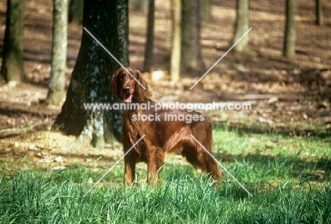 irish setter in show coat in usa in forest