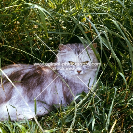 cameo cat in long grass