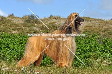 Afghan Hound posed