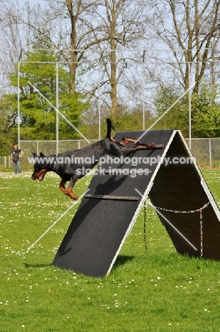 Dobermann jumping of structure