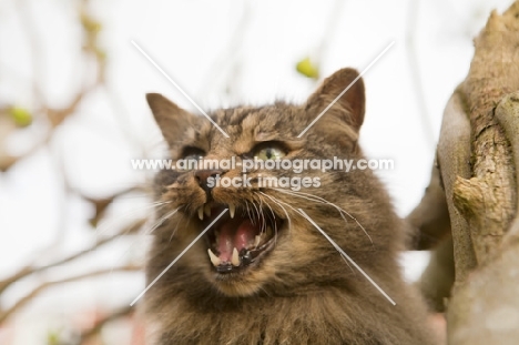 long haired tabby cat meowing from a tree