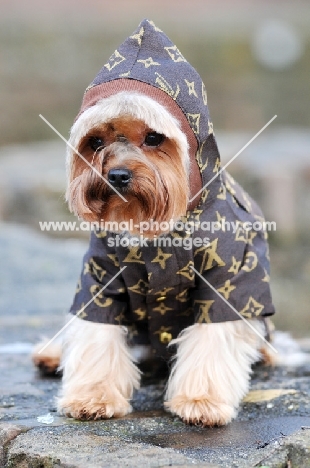 Yorkshire Terrier in jacket