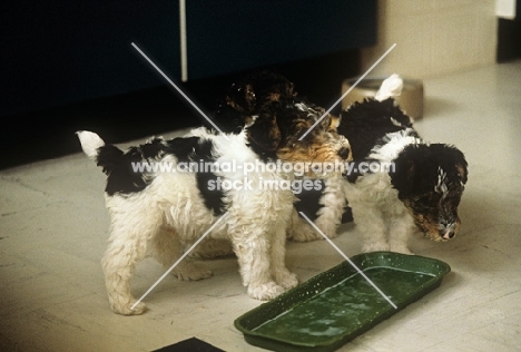 two wire fox terrier puppies at an empty feeding dish
