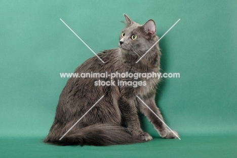 Nebelung cat on green background