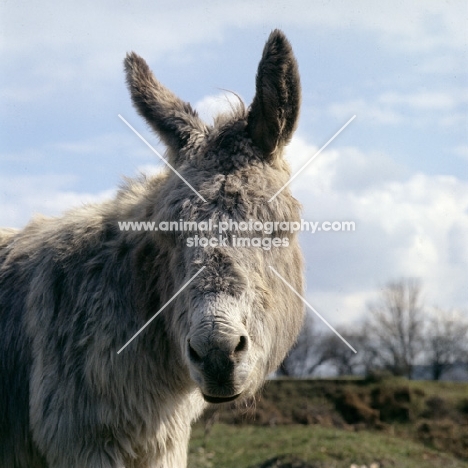 donkey head study