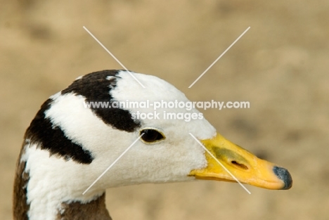 bar headed goose portrait