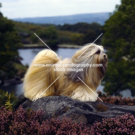 ch saxonsprings hackensack (hank) on rock with hair blowing, bis crufts '84