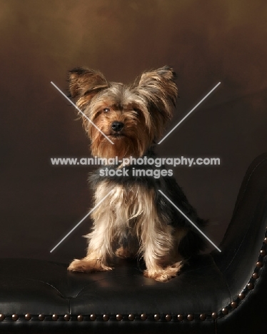 Yorkshire Terrier in studio, on sofa