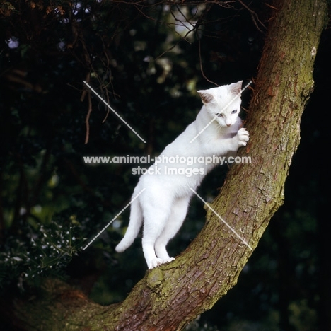 foreign white cat climbing a tree