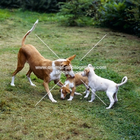 ch paran prima donna,  ibizan hound and two puppies playing