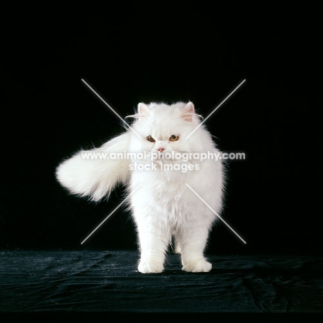 chinchilla standing with black backdrop