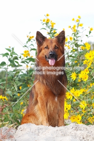 Harzer Fuchs dog