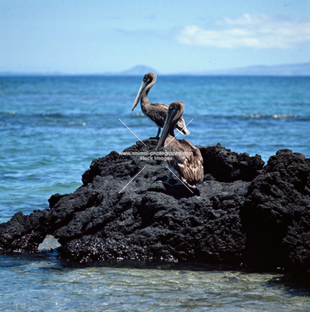 two brown pelicans on lava, punta espinosa, fernandina island, galapagos islands
