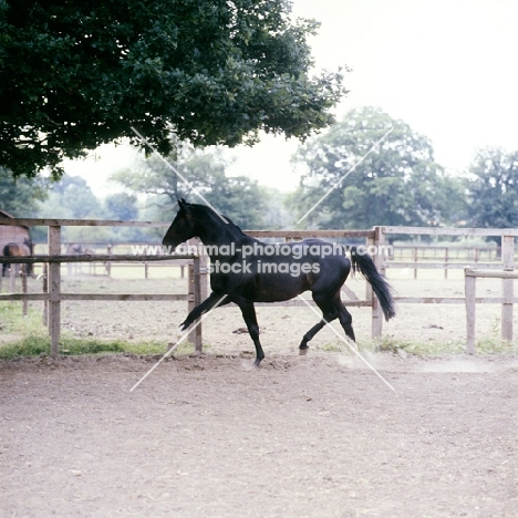 Hanoverian trotting in his paddock