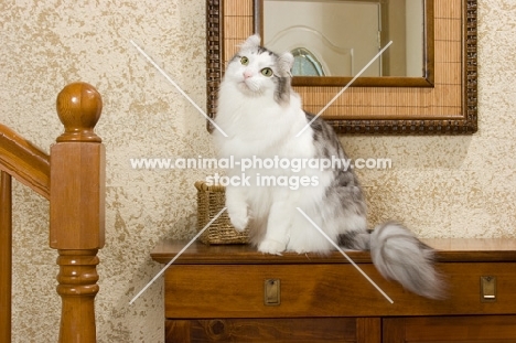 American Curl on set of drawers