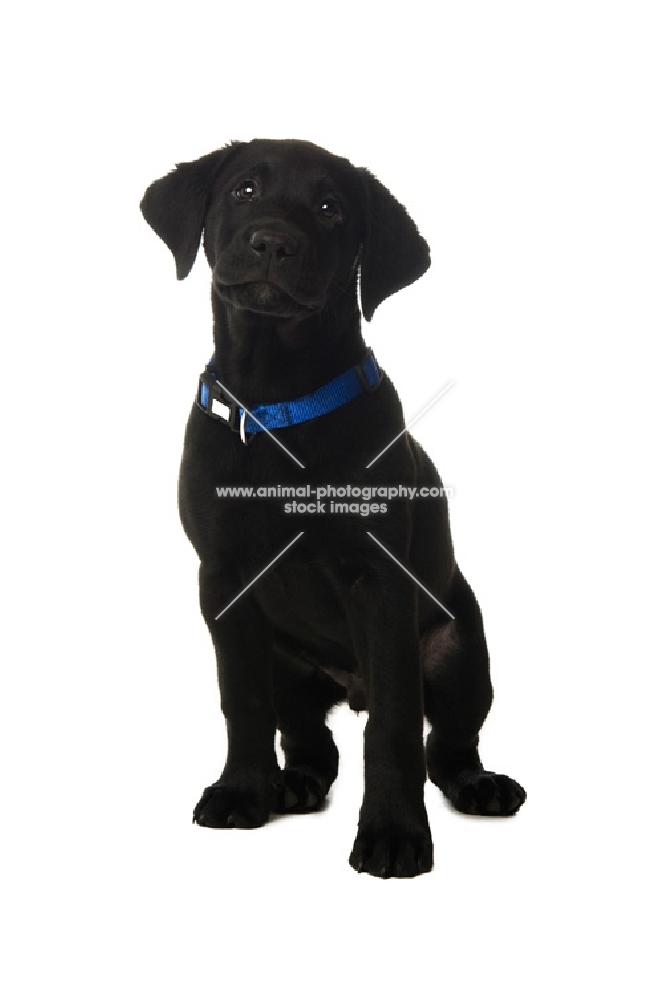 black labrador retriever isolated on a white background