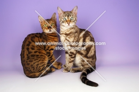 brown spotted bengal with snow marble