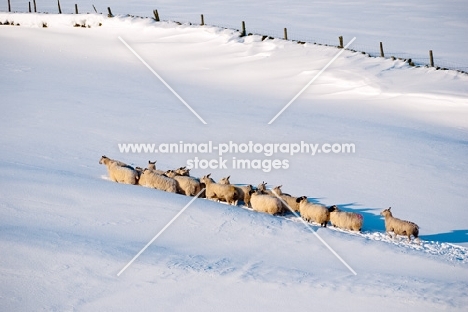 Scottish Blackface and Bluefaced Leicester ewes in winter