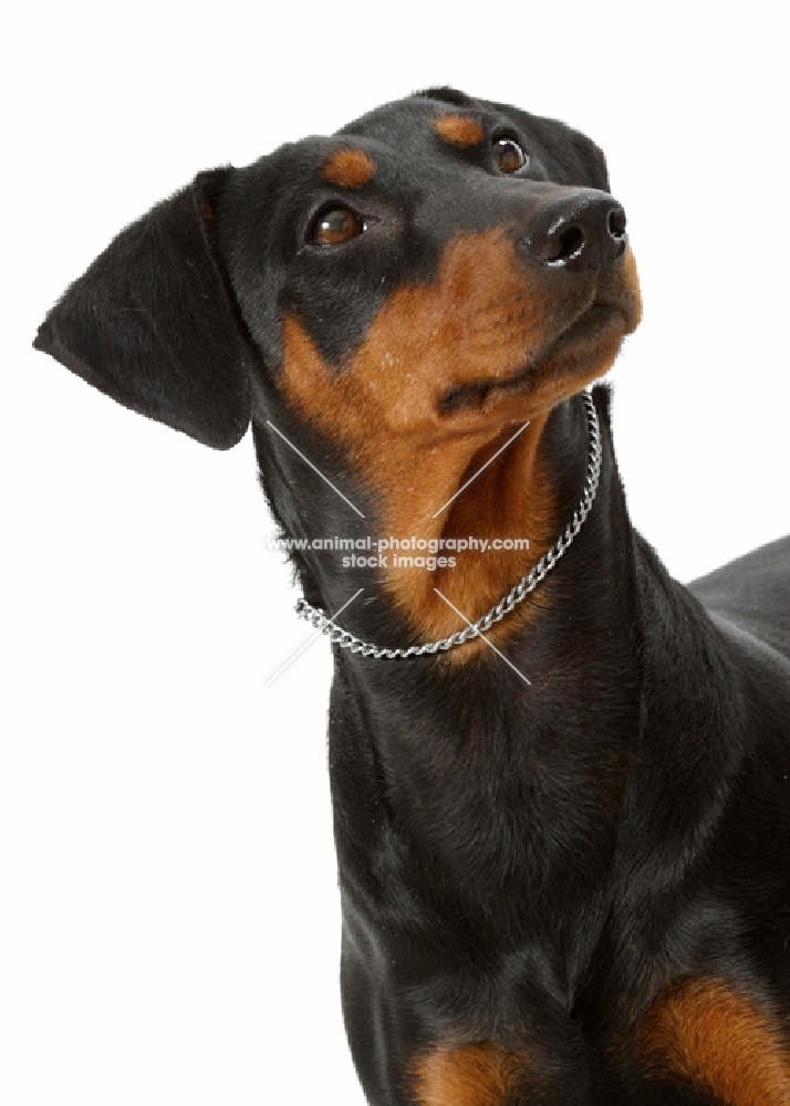 Australian Champion German Pinscher, looking up