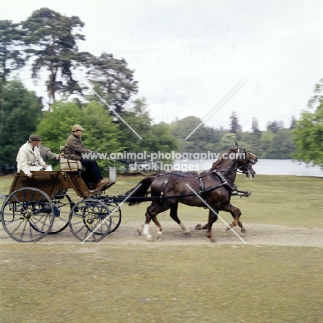 driving a pair of horses at  international grand prix, windsor show 1976