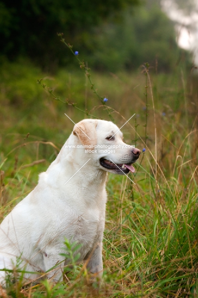 yellow labrador sitting in field, side view